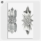 3-49_Ernst-Haeckel_picture-crop