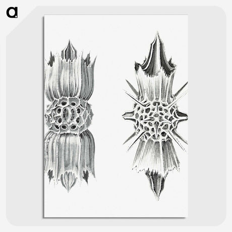 3-49_Ernst-Haeckel_picture-crop