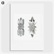 3-49_Ernst-Haeckel_picture