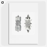 3-49_Ernst-Haeckel_picture