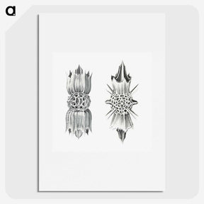3-49_Ernst-Haeckel_picture