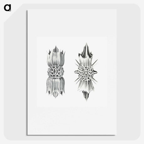 3-49_Ernst-Haeckel_picture