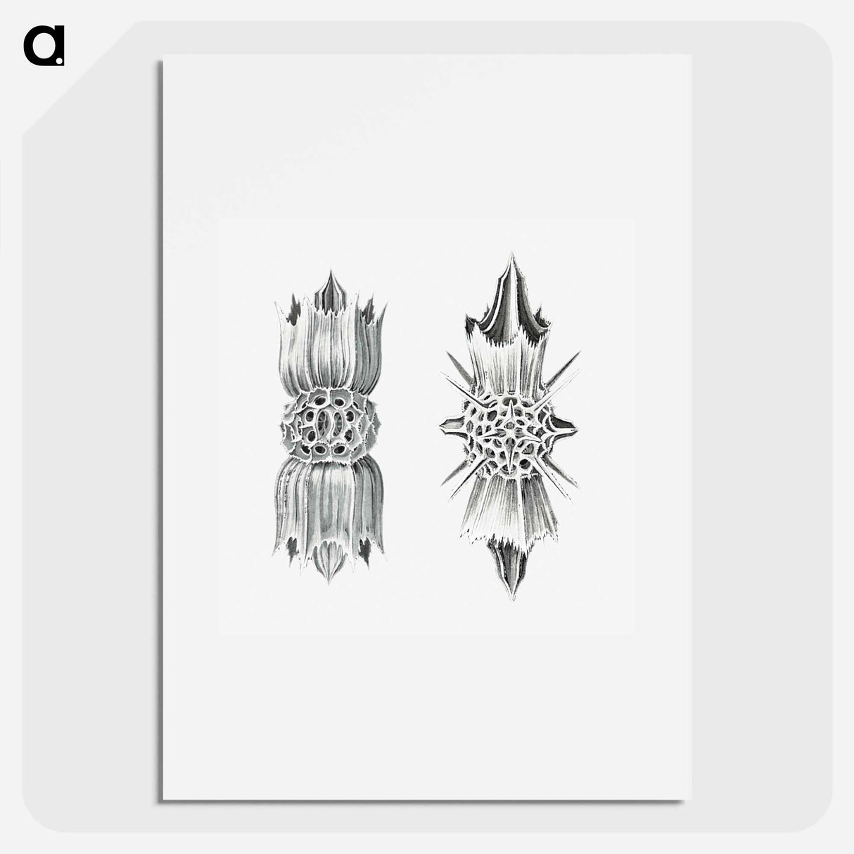 Vintage marine life illustration on white background - エルンスト ヘッケル Poster.