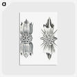 3-49_Ernst-Haeckel_postcard