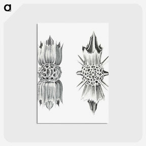 3-49_Ernst-Haeckel_postcard