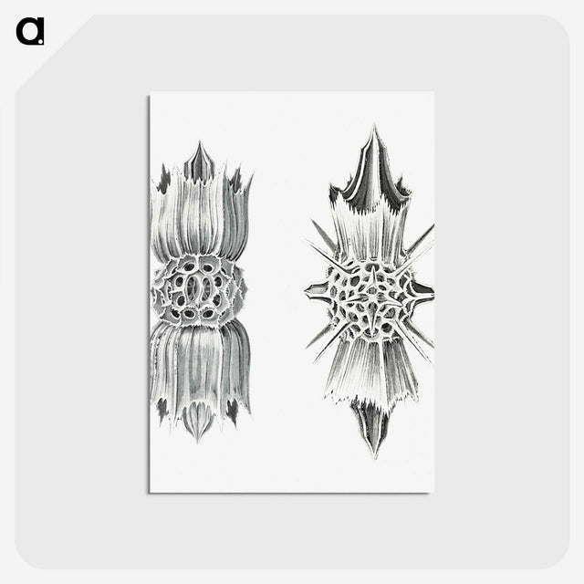 3-49_Ernst-Haeckel_postcard