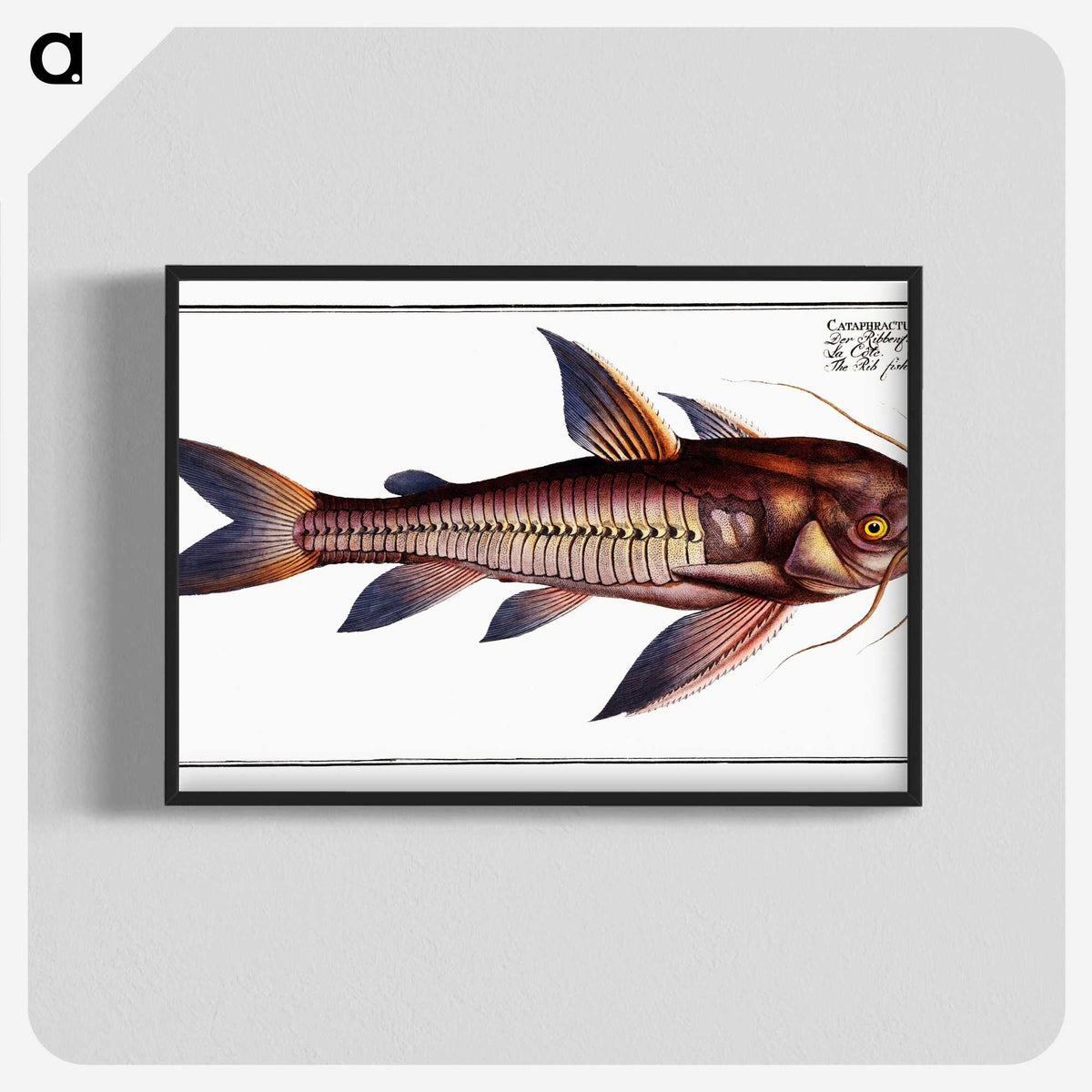 3-49_Ichtyologie-ou-Histoire-naturelle_blk-crop