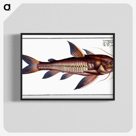 3-49_Ichtyologie-ou-Histoire-naturelle_blk-crop
