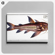 3-49_Ichtyologie-ou-Histoire-naturelle_canvas