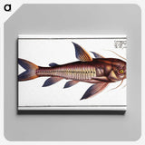 3-49_Ichtyologie-ou-Histoire-naturelle_canvas