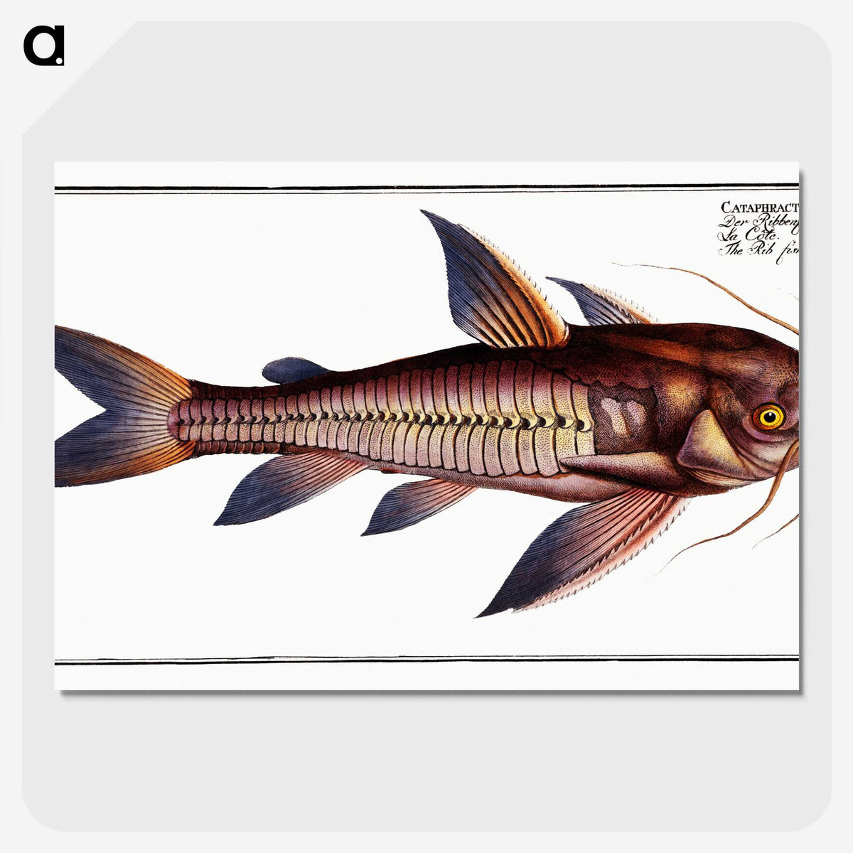 3-49_Ichtyologie-ou-Histoire-naturelle_picture-crop