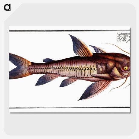 3-49_Ichtyologie-ou-Histoire-naturelle_picture-crop
