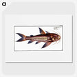 3-49_Ichtyologie-ou-Histoire-naturelle_picture