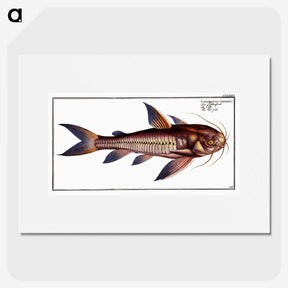 3-49_Ichtyologie-ou-Histoire-naturelle_picture