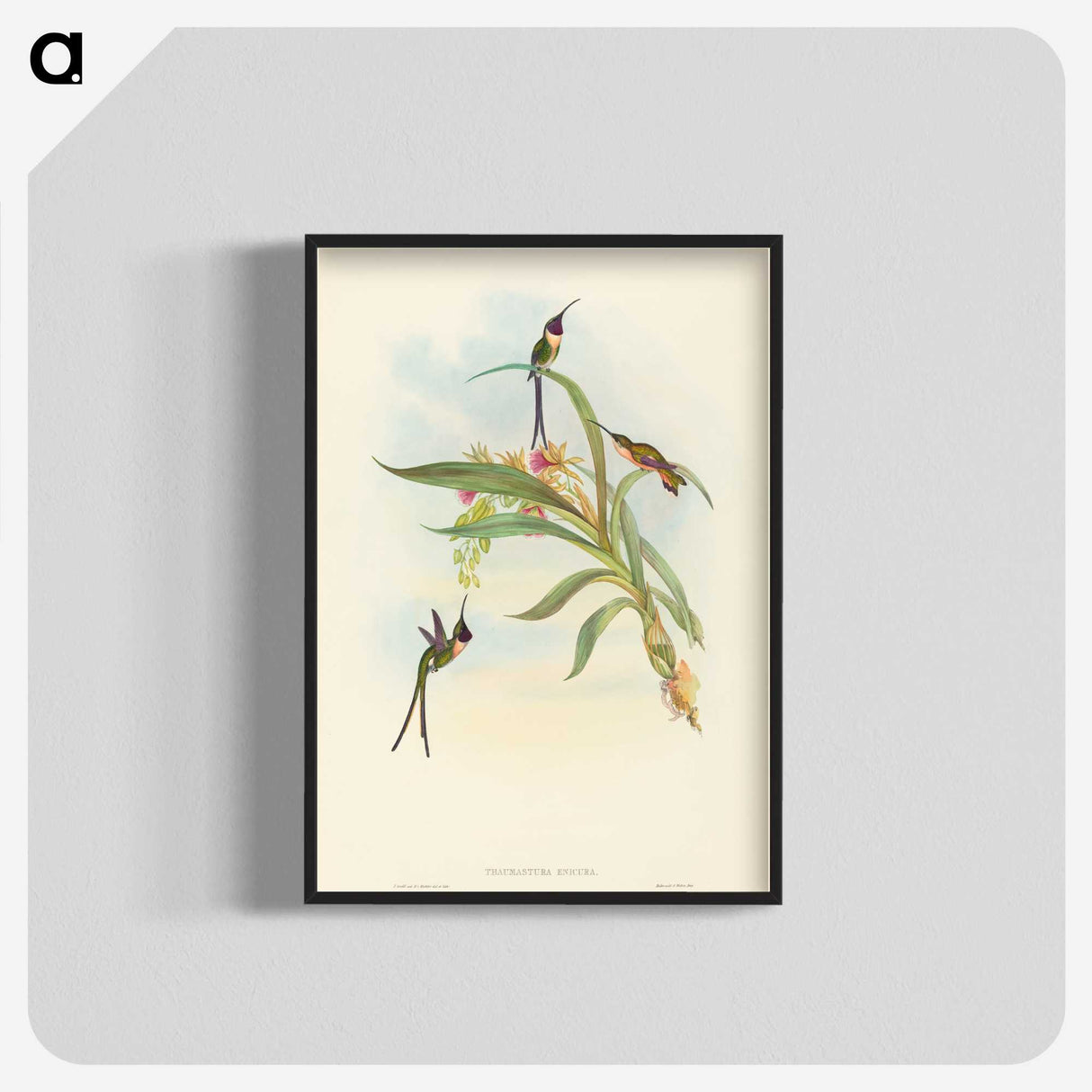3-49_John-Gould_blk-crop