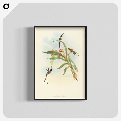 3-49_John-Gould_blk-crop