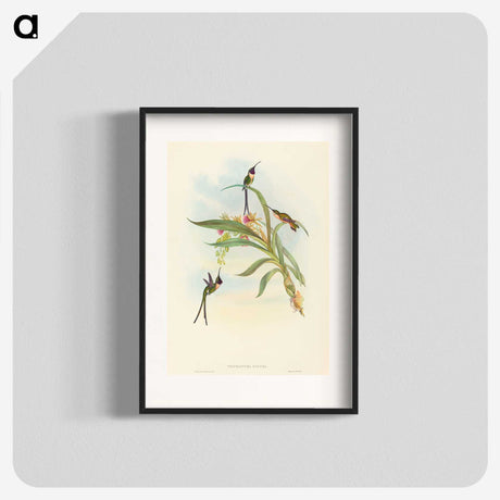 3-49_John-Gould_blk