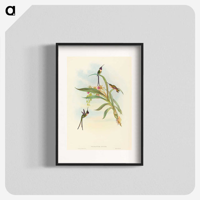 3-49_John-Gould_blk