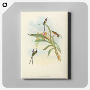 3-49_John-Gould_canvas