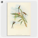 3-49_John-Gould_picture-crop