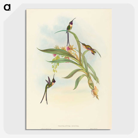 3-49_John-Gould_picture-crop