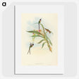 3-49_John-Gould_picture