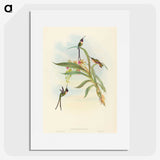 3-49_John-Gould_picture