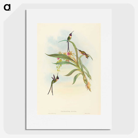 3-49_John-Gould_picture
