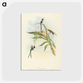 3-49_John-Gould_postcard