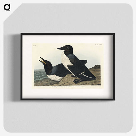 3-49_John-James-Audubon_blk