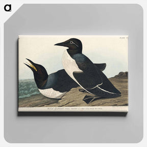 アートパネル-Foolish Guillemot
 - ジョン ジェームス オーデュボン Canvas.