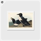 アートポストカード-Foolish Guillemot
 - ジョン ジェームス オーデュボン Postcard.