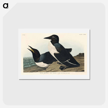 アートポストカード-Foolish Guillemot
 - ジョン ジェームス オーデュボン Postcard.