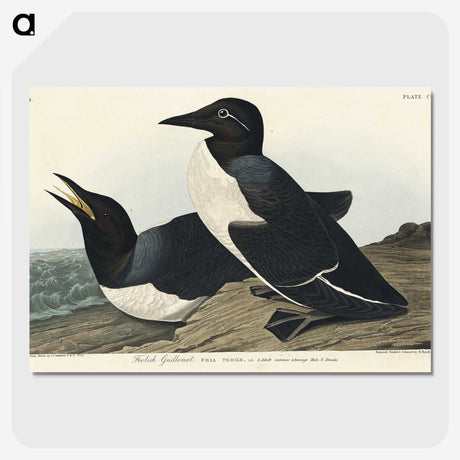 3-49_John-James-Audubon_picture-crop