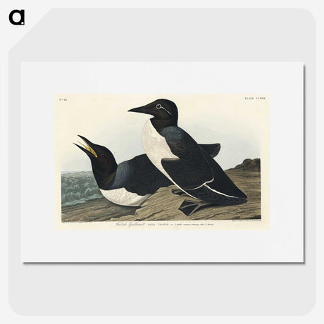3-49_John-James-Audubon_picture