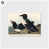アートポストカード-Foolish Guillemot
 - ジョン ジェームス オーデュボン Postcard.