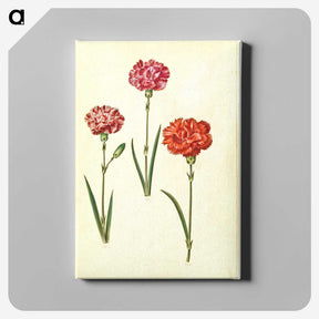 3-49_Maria-Sibylla-Merian_canvas