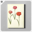 アートパネル-Dianthus caryophyllus
 - マリア ジビーラ メーリアン Canvas.