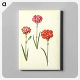 アートパネル-Dianthus caryophyllus
 - マリア ジビーラ メーリアン Canvas.