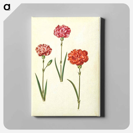 アートパネル-Dianthus caryophyllus
 - マリア ジビーラ メーリアン Canvas.