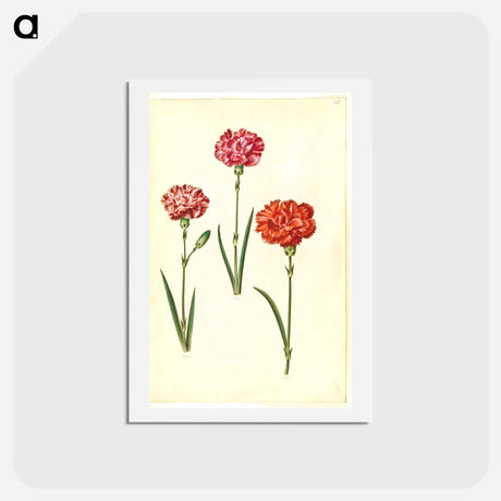 アートポストカード-Dianthus caryophyllus
 - マリア ジビーラ メーリアン Postcard.