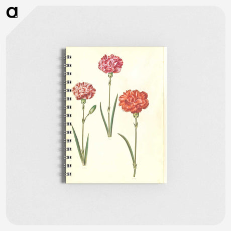 3-49_Maria-Sibylla-Merian_memo