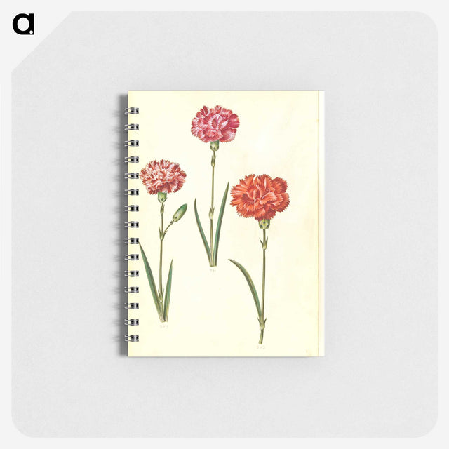 3-49_Maria-Sibylla-Merian_memo