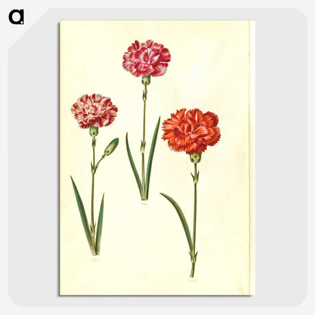 3-49_Maria-Sibylla-Merian_picture-crop