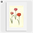 3-49_Maria-Sibylla-Merian_picture