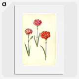 3-49_Maria-Sibylla-Merian_picture