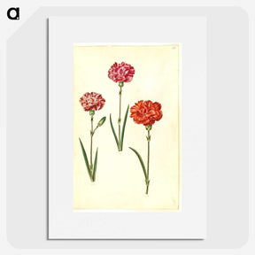 3-49_Maria-Sibylla-Merian_picture