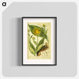 アートポスター-Elecampane =: Helenium
 - 国立医学図書館 Poster.