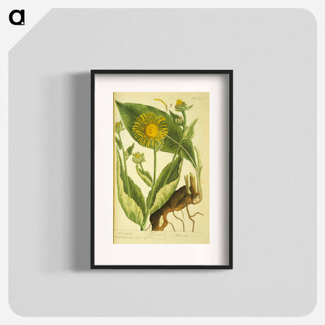 アートポスター-Elecampane =: Helenium
 - 国立医学図書館 Poster.