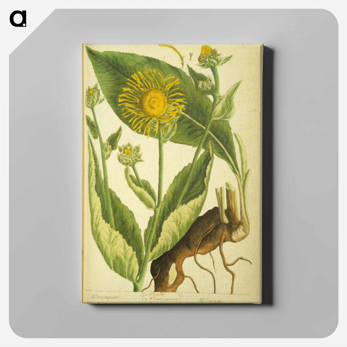 アートパネル-Elecampane =: Helenium
 - 国立医学図書館 Canvas.